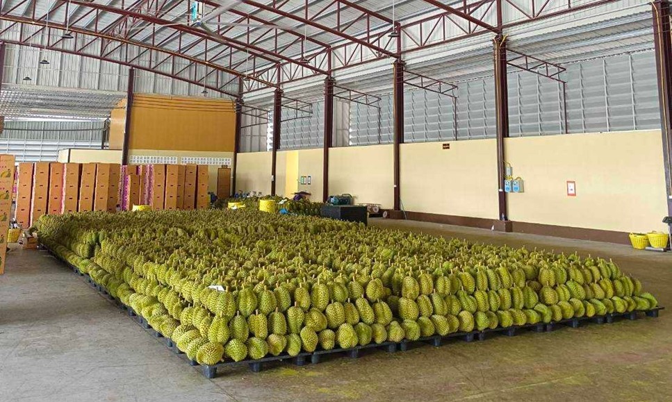 Reserve a boat container to export durian to China.