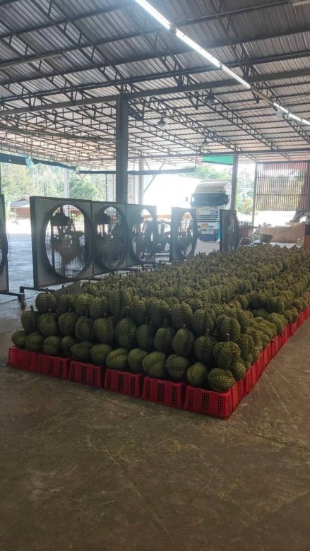 Container Booking for Transporting Durian and Longan to China